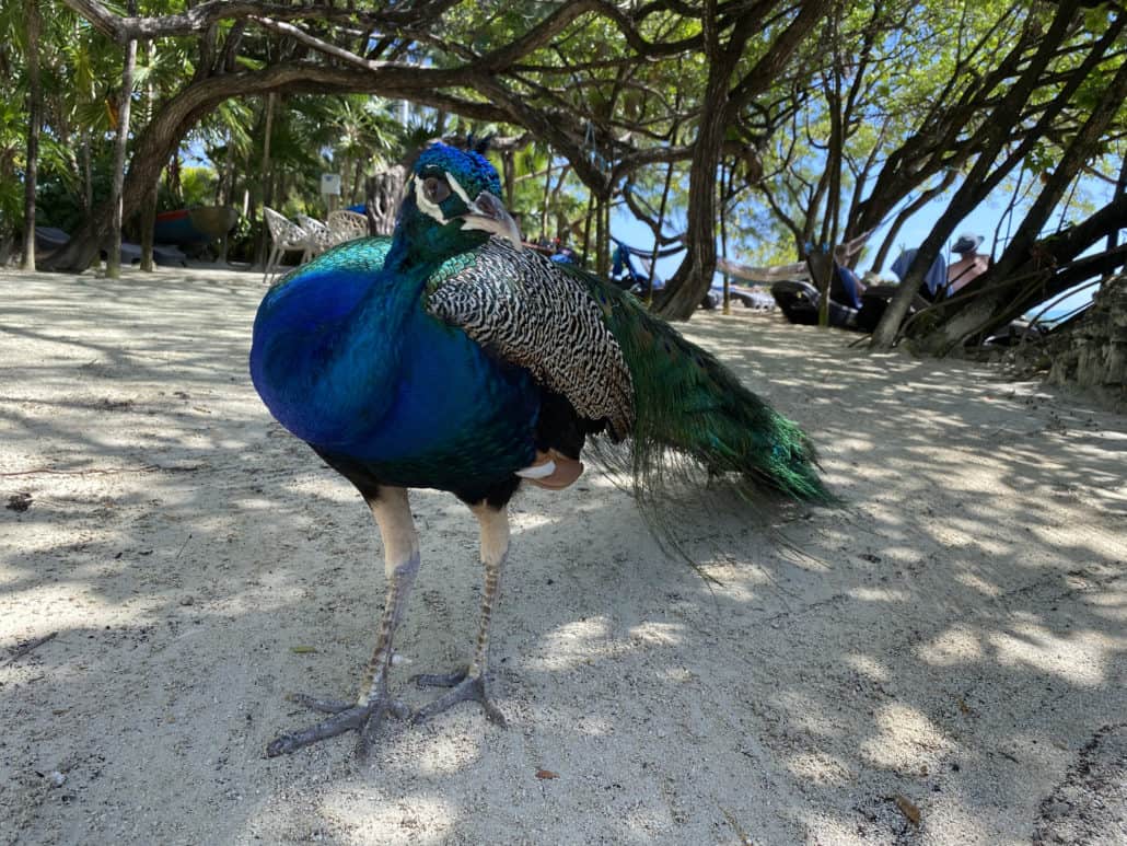 peacock little french key roatan honduras