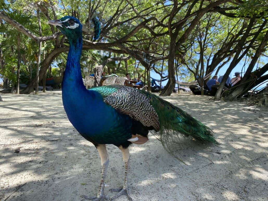 peacock small frenchie roatan honduras