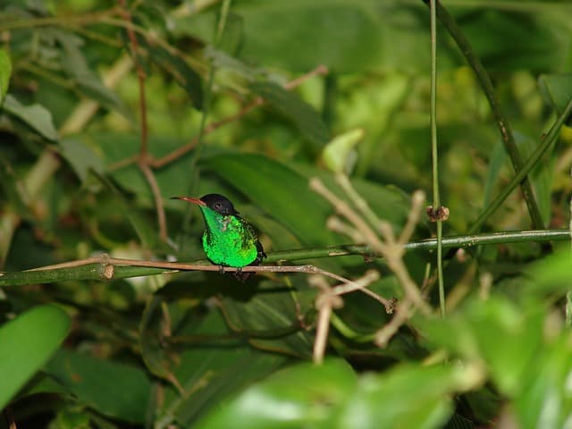 Wildlife bird Jamaica