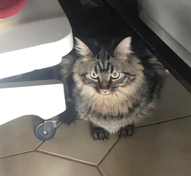 Ovie the Cat Ovation of the Seas