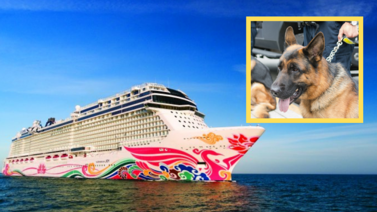 norwegian joy k9 dogs