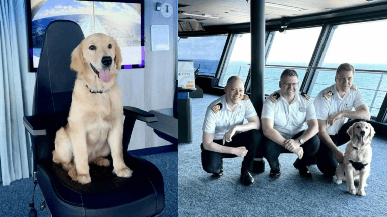 Rover and Royal Caribbean officials