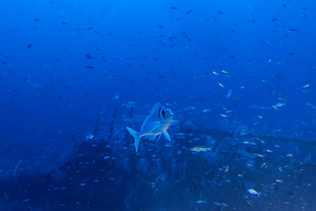 A solitary fish swims in the foreground of an underwater scene. In the background, a WWII ship discovery lies silently as a shipwreck, surrounded by numerous smaller fish beneath the deep blue sea.