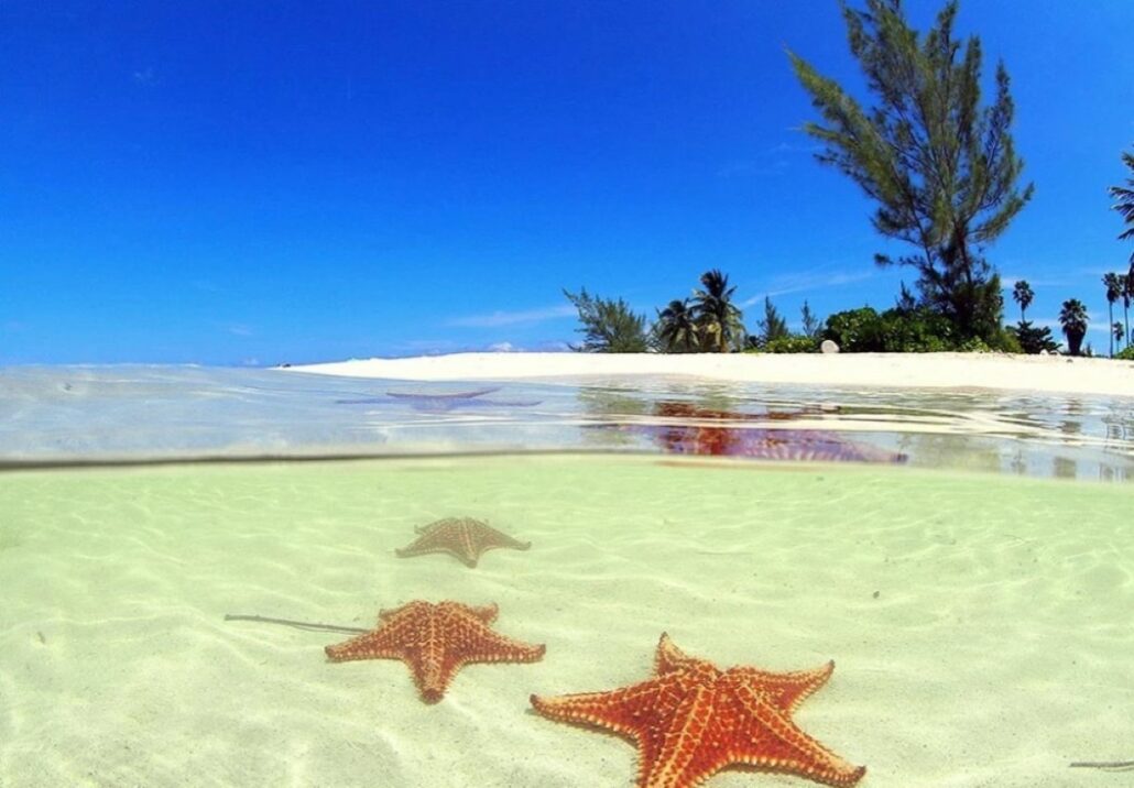 Three starfish rest on the sandy bottom of clear, shallow water under a bright blue sky. A white sandy beach with palm trees, often enjoyed during a tropical cruise, is visible in the background. The serene scene combines both underwater and above-water views, radiating pure happiness.