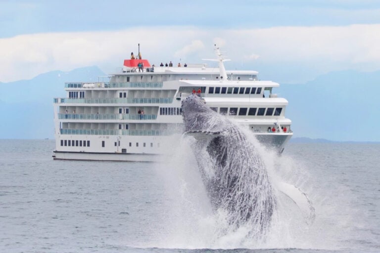 A whale breaches out of the water in front of a large white cruise ship, showcasing the majestic Alaska presence. Passengers aboard the American Cruise Line vessel are visible on the deck, captivated by the ocean scene. The sky is overcast, with distant mountains providing a stunning backdrop.