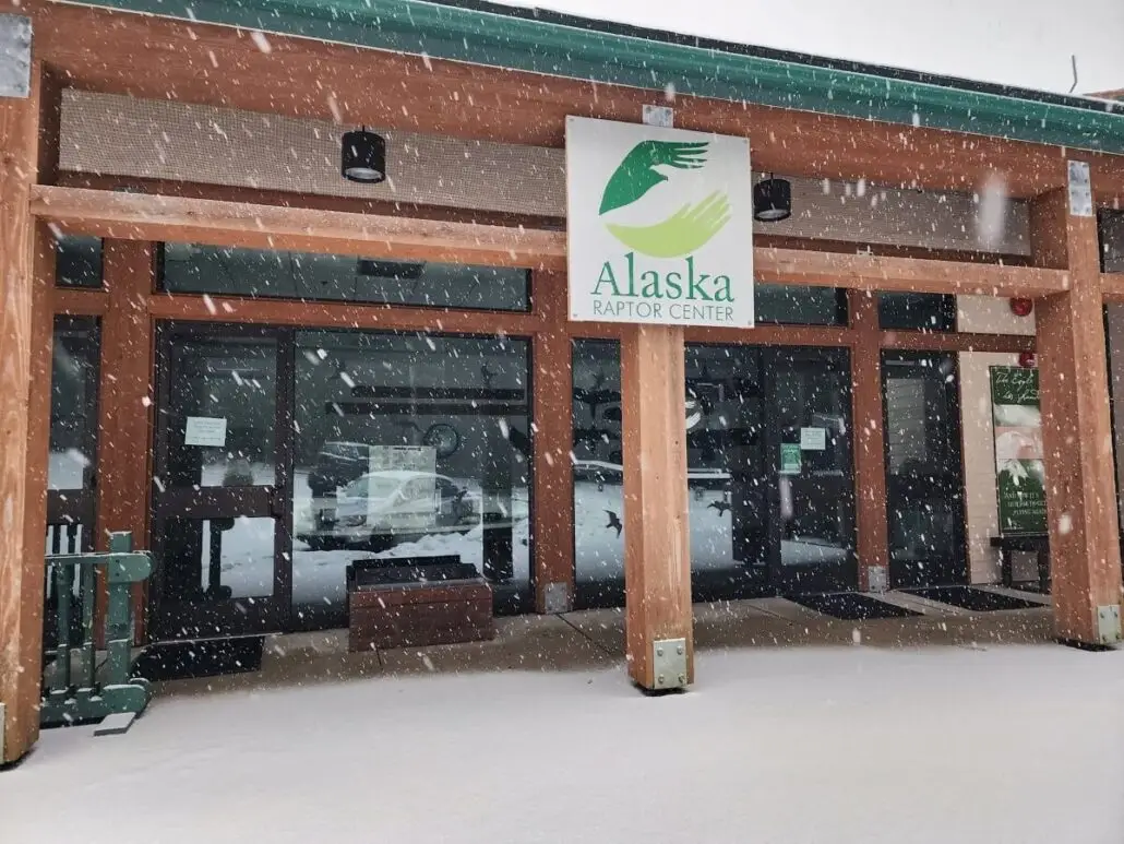The front entrance of the Alaska Raptor Center during snowfall showcases its wood and glass structure, accented by a large sign with a stylized green bird. Snowflakes gently blanket the ground, reflecting the center's commitment to wildlife conservation.