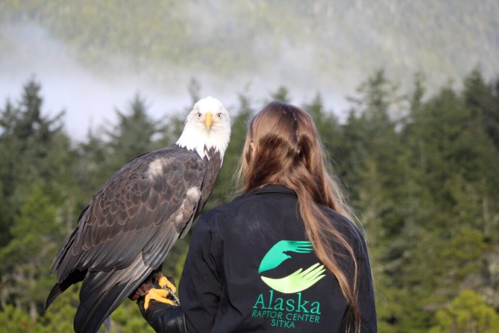 Amidst the misty backdrop of towering trees, a long-haired individual in an "Alaska Raptor Center Sitka" jacket cradles a majestic bald eagle, embodying wildlife conservation at its finest.