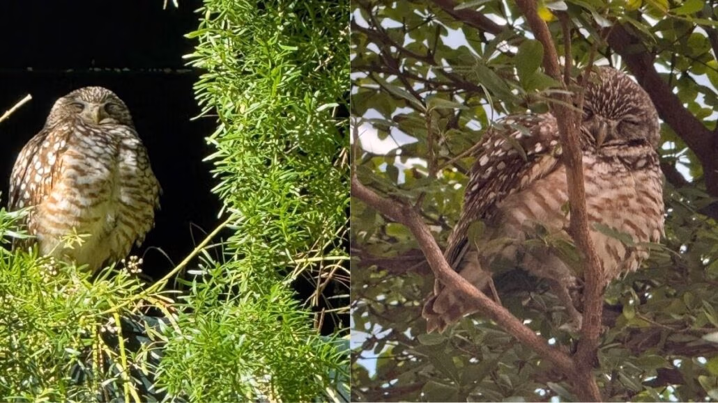 Two owls are perched in trees, exuding the charm of a transatlantic cruise. The owl on the left nestles among green foliage, while the one on the right rests on a leaf-laden branch. Both have brown and white speckled feathers and appear serene, like passengers enjoying a peaceful journey.