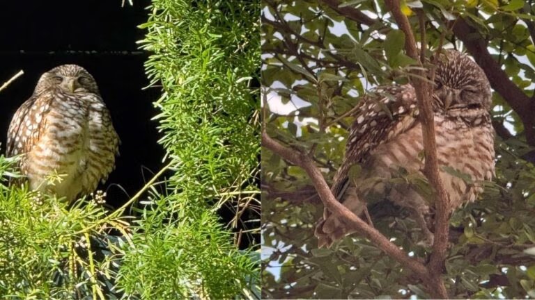 Two owls are perched in trees, exuding the charm of a transatlantic cruise. The owl on the left nestles among green foliage, while the one on the right rests on a leaf-laden branch. Both have brown and white speckled feathers and appear serene, like passengers enjoying a peaceful journey.