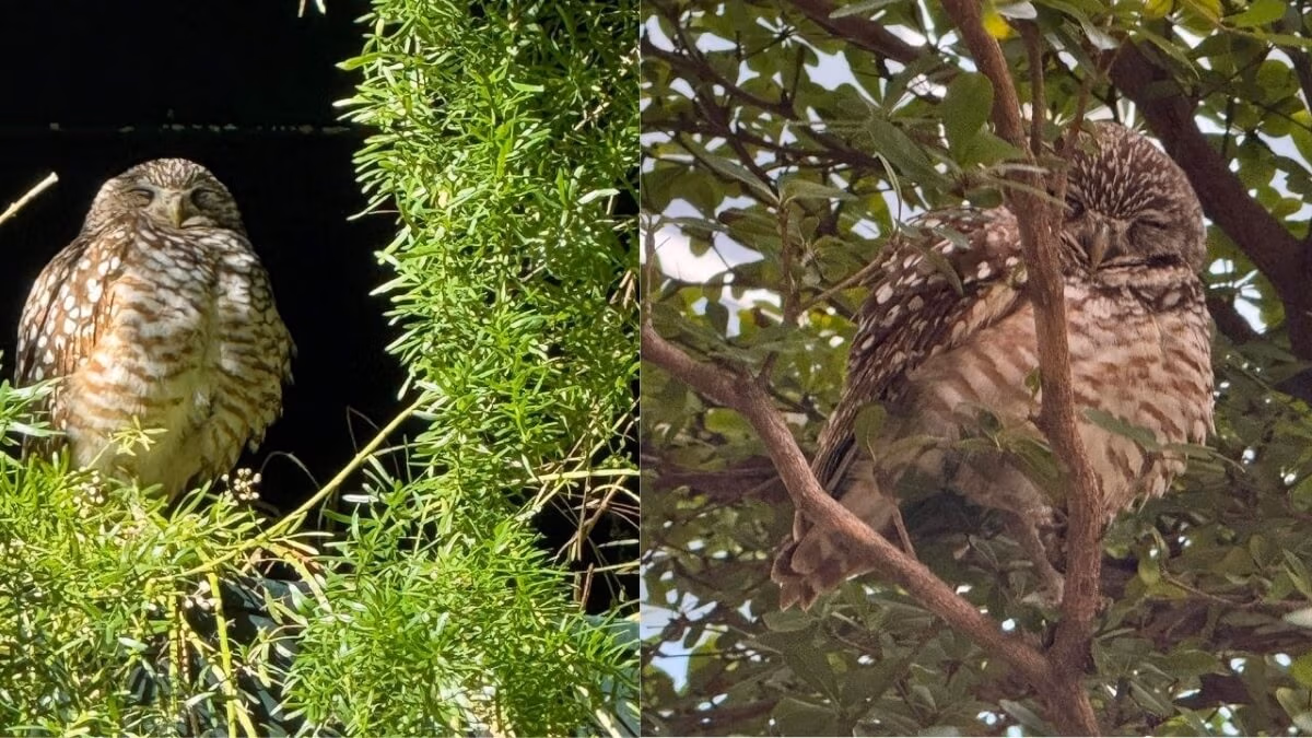 Two owls are perched in trees, exuding the charm of a transatlantic cruise. The owl on the left nestles among green foliage, while the one on the right rests on a leaf-laden branch. Both have brown and white speckled feathers and appear serene, like passengers enjoying a peaceful journey.