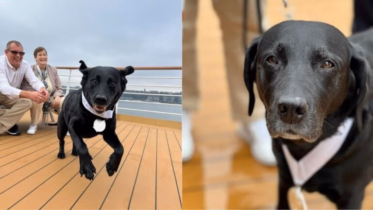 Split image: Left shows a black dog, "Farewell To Joska," running on a ship's deck with a smiling man and woman. Right presents a close-up of the dog's face, wearing a white bandana. The background includes a wooden deck and blurred figures from their time as they sailed the world.