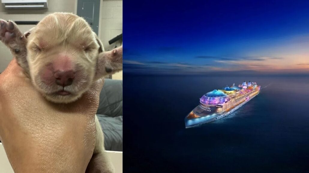 Split image: Left side shows a close-up of a person's hand holding a newborn Golden Retriever puppy with closed eyes and light fur. Right side displays an illuminated Royal Caribbean cruise ship sailing on a calm sea at dusk.