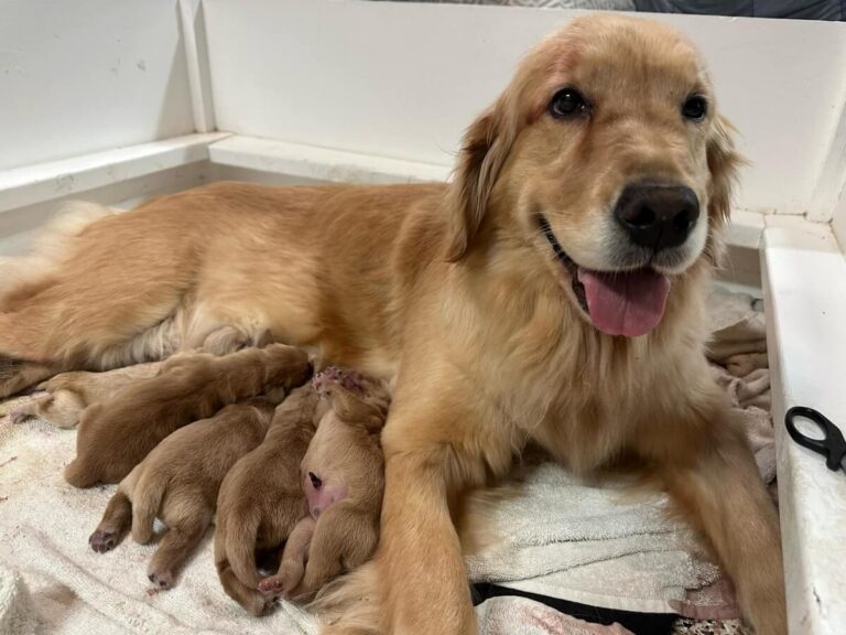 A golden retriever, part of the Canine Crew, lies on a white blanket inside a whelping box with her litter of nursing puppies. The mother dog is looking at the camera with her tongue out as the puppies rest close to her.