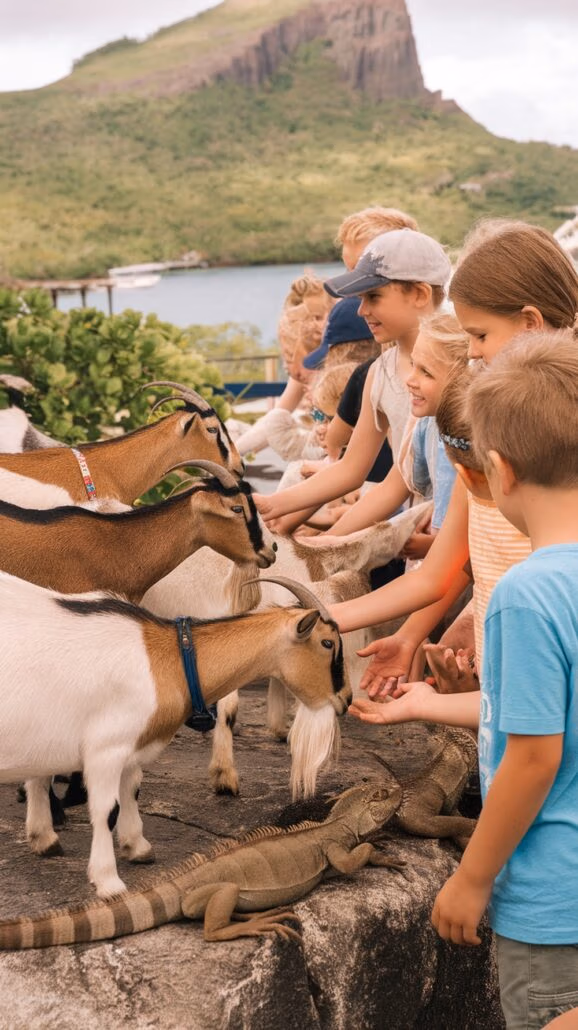 A group of children, boys and girls alike, are gathered around feeding brown and white goats on their Caribbean Cruise. Two iguanas are visible in the foreground. The setting is outdoors with greenery and a mountain backdrop, making this an unforgettable adventure for kids.