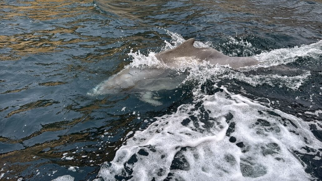 A dolphin swims at the surface of the water, its dorsal fin and head breaking through the choppy waves, as if leading a Celestyal Journey. Splashing water surrounds it, with visible foam and ripples adding to this typical cruise spectacle.