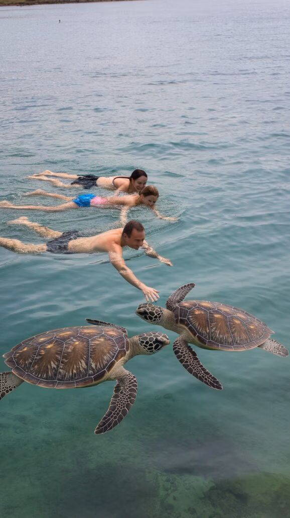Three people enjoy a Caribbean cruise stop by swimming in the ocean near two sea turtles. The man in front reaches out toward the turtles, while a woman and child swim behind him. Families revel in the calm, clear waters and vibrant sea life visible below.