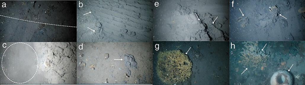 A series of eight underwater photos labeled a–h, each showing different seafloor features such as tracks, cracks, sediments, and marine life—captured during an Antarctica cruise ship expedition to document environmental impact using white arrows and dashed lines for detail.