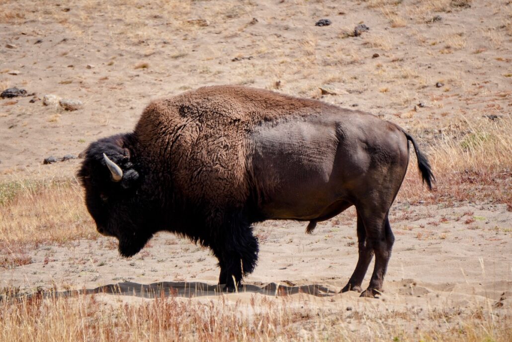 A bison stands on a dry, grassy field in Alaska with its head lowered. The animal’s thick, dark brown fur covers its hump and shoulders, while its horns curve slightly upward. The background shows patches of brown grass and dirt.
