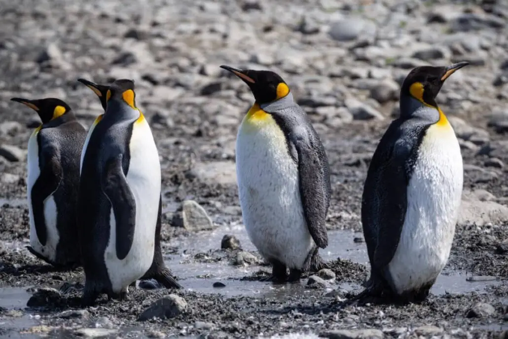 Four king penguins with black, white, and yellow markings stand on rocky, wet ground—just the kind of scene you might witness on an Antarctica Expedition Cruise. The background is filled with gray stones and pebbles.