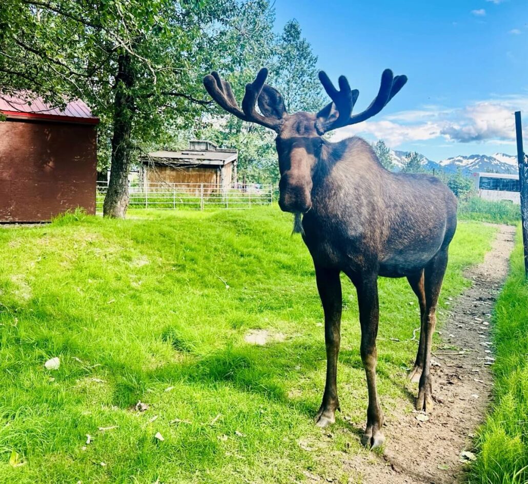 A moose with large antlers stands on a dirt path near the Alaska Wildlife Center, beside grassy trees and a brown shed. Fenced enclosures and mountains rise in the background under a blue sky.