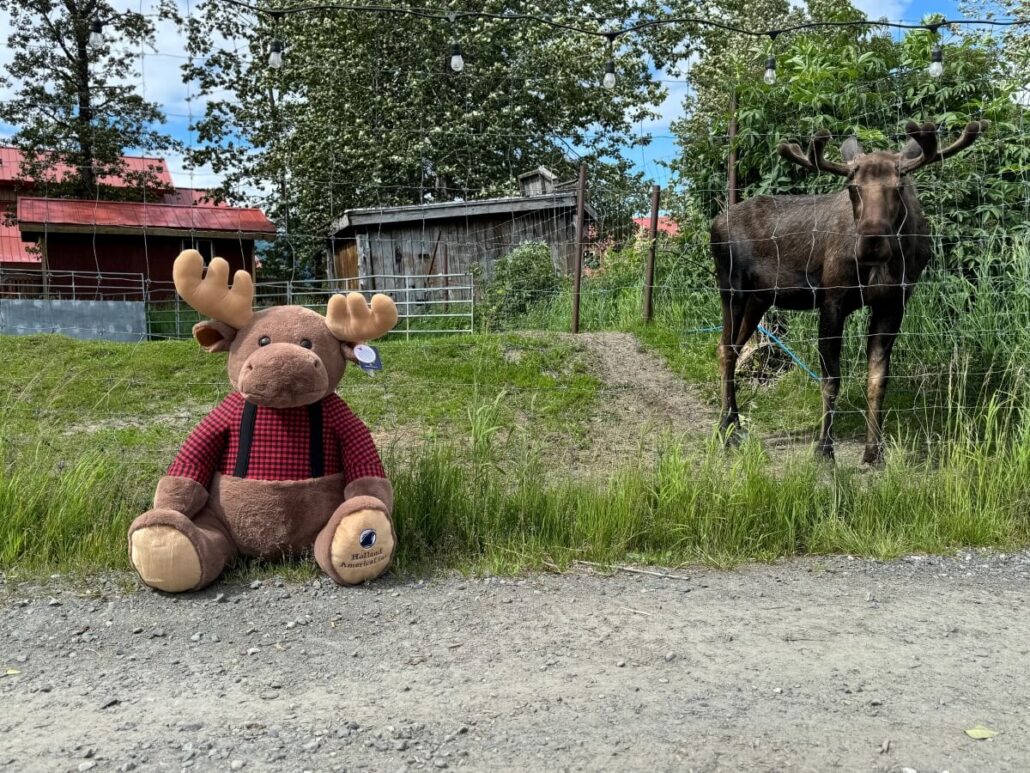 A large plush moose toy wearing a red plaid shirt sits on the ground next to a wire fence at the Alaska Wildlife Center, while a real bull moose stands behind it, with grass, trees, and red-roofed buildings in the background.