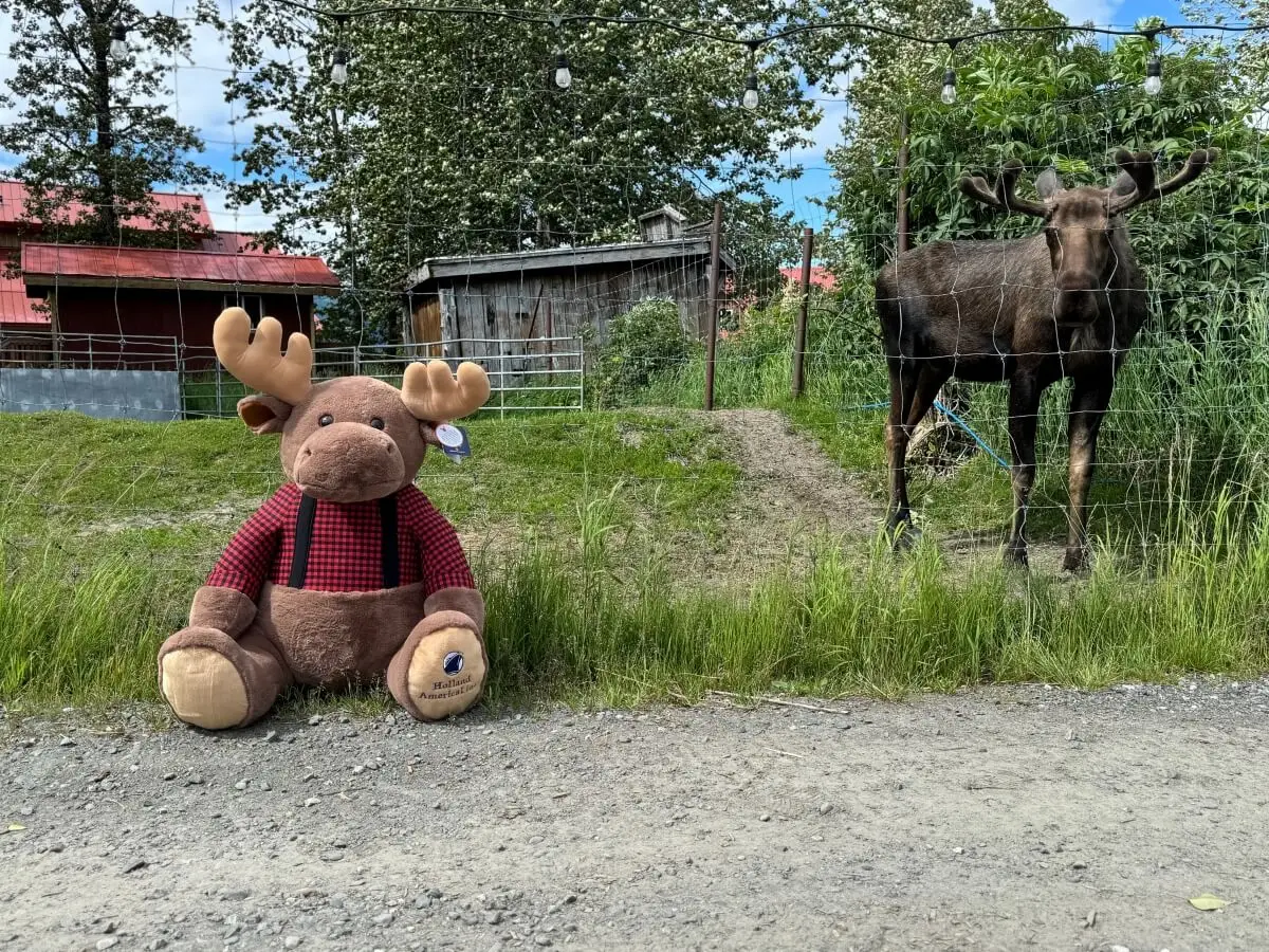A large plush moose toy wearing a red plaid shirt sits on the ground next to a wire fence at the Alaska Wildlife Center, while a real bull moose stands behind it, with grass, trees, and red-roofed buildings in the background.