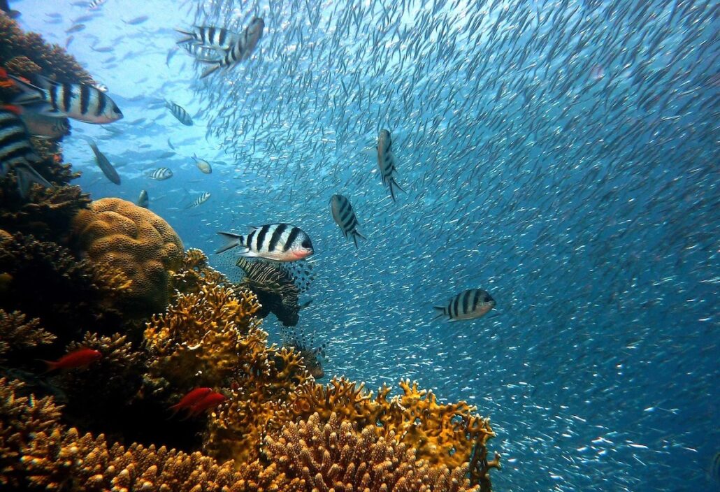 A vibrant underwater scene shows striped fish swimming near coral reefs, with a large school of small silver fish in the background—an inspiring view often enjoyed on eco-friendly cruises that support marine conservation.