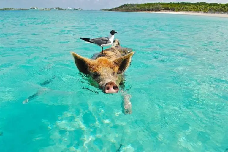 A pig swims in clear turquoise water with a seagull on its back during a Swimming With Pigs shore excursion in the Bahamas. The shoreline with trees is visible in the background under a blue sky.