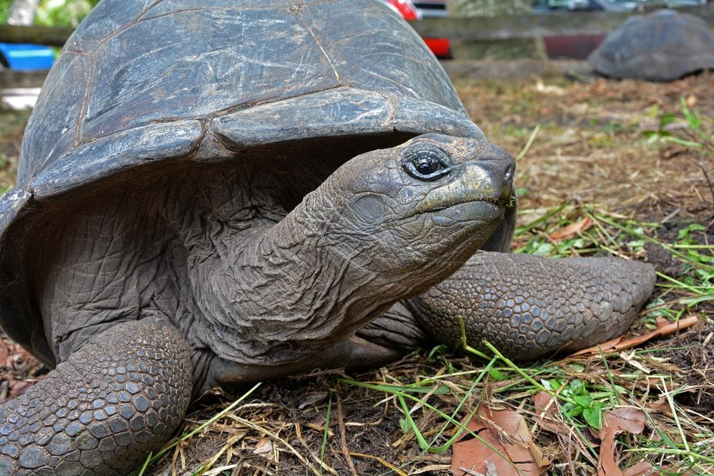 A large Seychelles tortoise with a domed shell rests on grass and soil. Its head is extended forward, and its rough, textured skin is visible. Blurred objects and another tortoise are in the background.